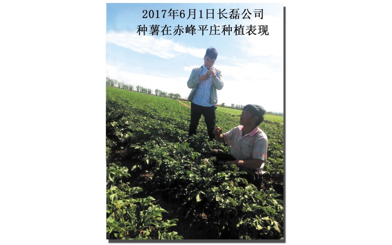 長磊公司種薯用戶在(zài)各地(dì / de)大(dà)田種植效果