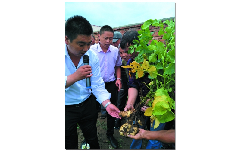 長磊公司種薯用戶在(zài)各地(dì / de)大(dà)田種植效果
