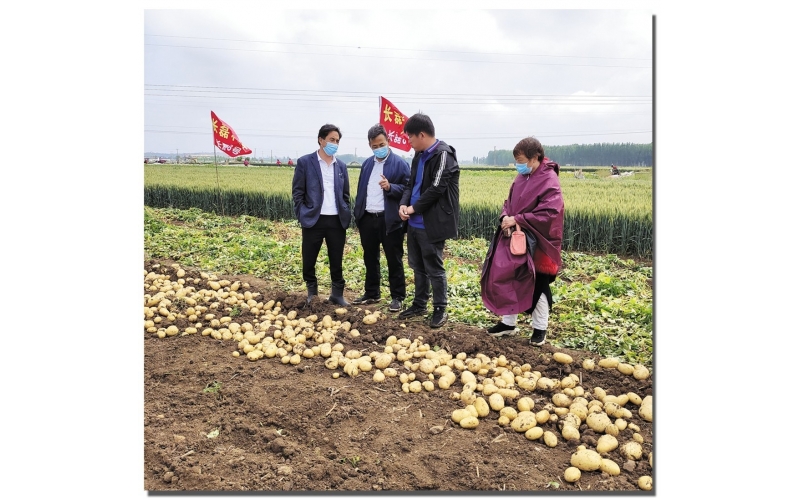 長磊公司種薯用戶在(zài)各地(dì / de)大(dà)田種植效果